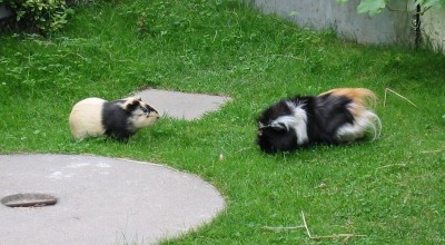 (Meer-)Schweinereien zum Wochenende - Tiere  102-0204_IMG-400x220