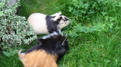 (Meer-)Schweinereien zum Wochenende - Tiere  102-0294_IMG-400x220
