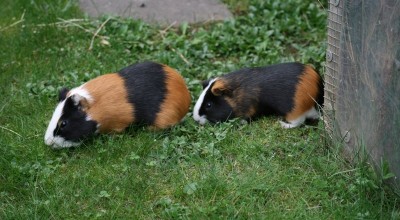 (Meer-)Schweinereien zum Wochenende - Tiere  IMG_4743-400x220