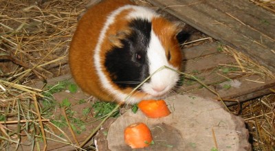 (Meer-)Schweinereien zum Wochenende - Tiere  IMG_5047-400x220