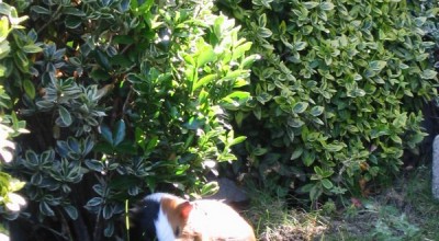 (Meer-)Schweinereien zum Wochenende - Tiere  IMG_5055-400x220