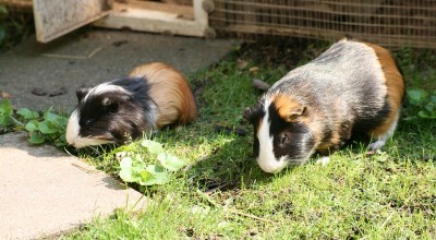 (Meer-)Schweinereien zum Wochenende - Tiere  IMG_7332-400x220